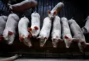 México abre mercado para pepsina suína do Brasil