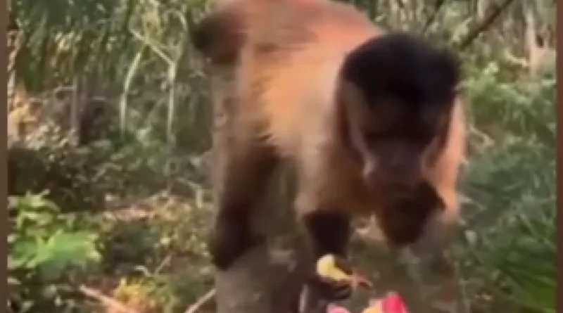 Turista é multada em R$ 4,8 mil por alimentar macaco-prego com salgadinho em Bonito