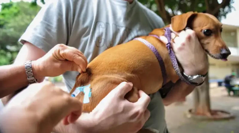 Governo institui programa MS Vacina Pet com incentivos a vacinação antirrábica