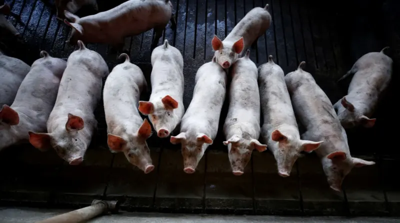 México abre mercado para pepsina suína do Brasil