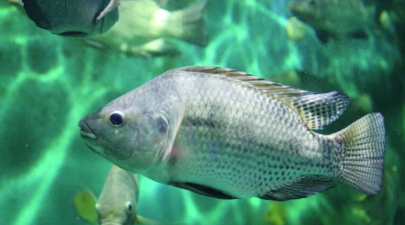 MS terá primeira fábrica de tilápia enlatada do Brasil