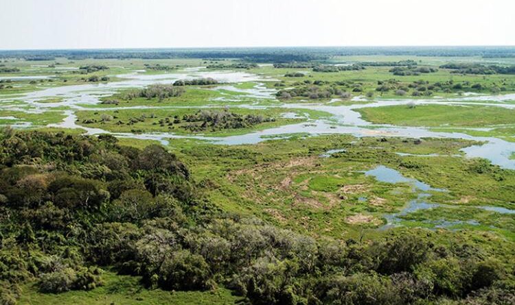 Com faturamento de mais de R$ 1,83 bilhão ao ano, a pecuária é a atividade que mais gera empregos no Pantanal