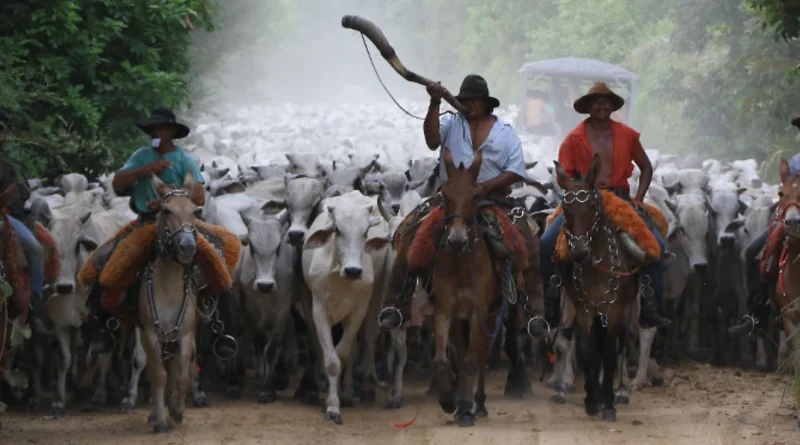 Pantanal representa 23% da riqueza de MS e segundo maior rebanho bovino do Brasil